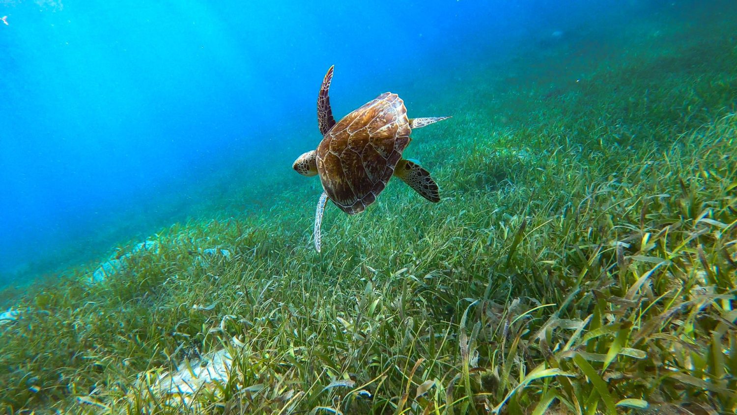 turtle while snorkeling